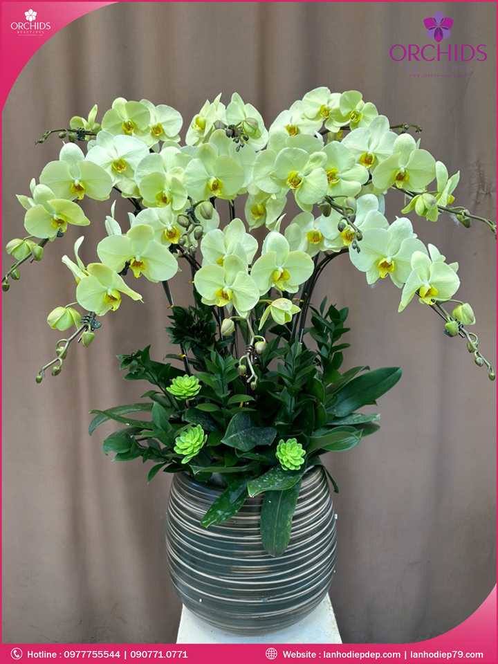Chậu hoa lan hồ điệp xanh táo 10 cành