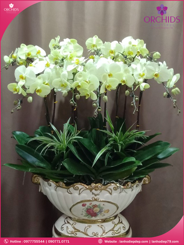 Chậu hoa lan hồ điệp xanh táo 11 cành