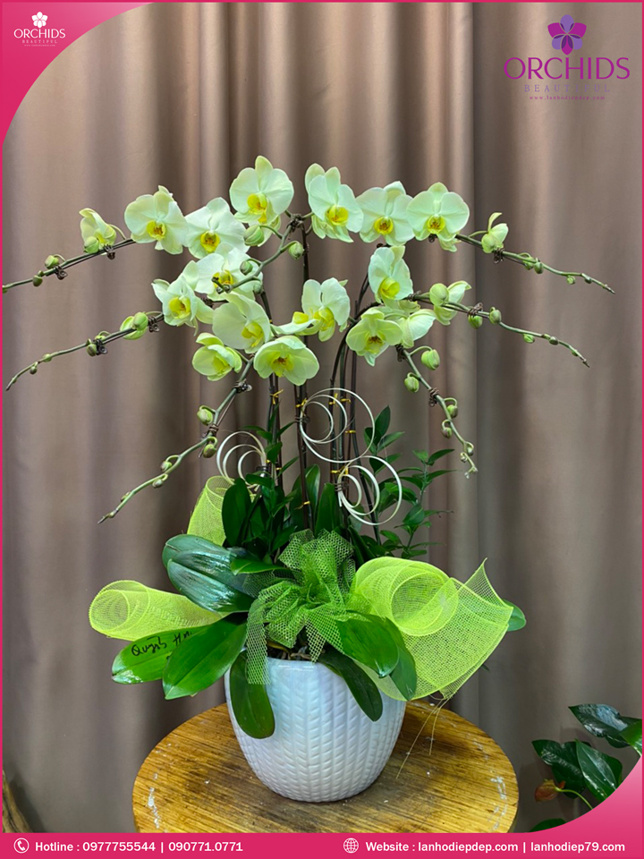 Chậu hoa lan hồ điệp xanh táo 7 cành