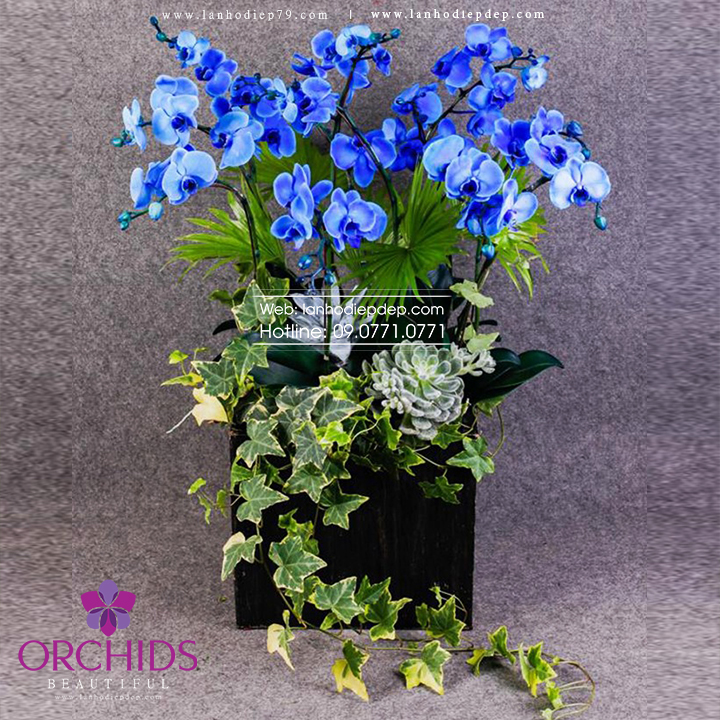 Chậu lan hồ điệp 9 cành hoa màu xanh dương nhập khẩu
