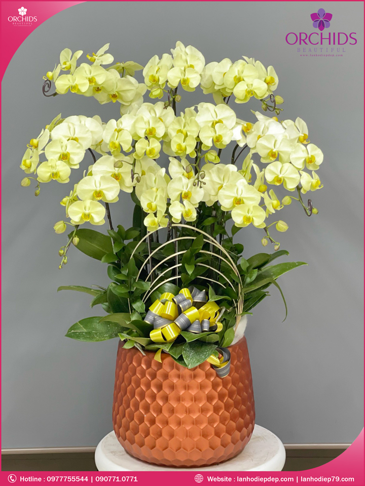 Chậu hoa lan hồ điệp xanh táo 10 cành