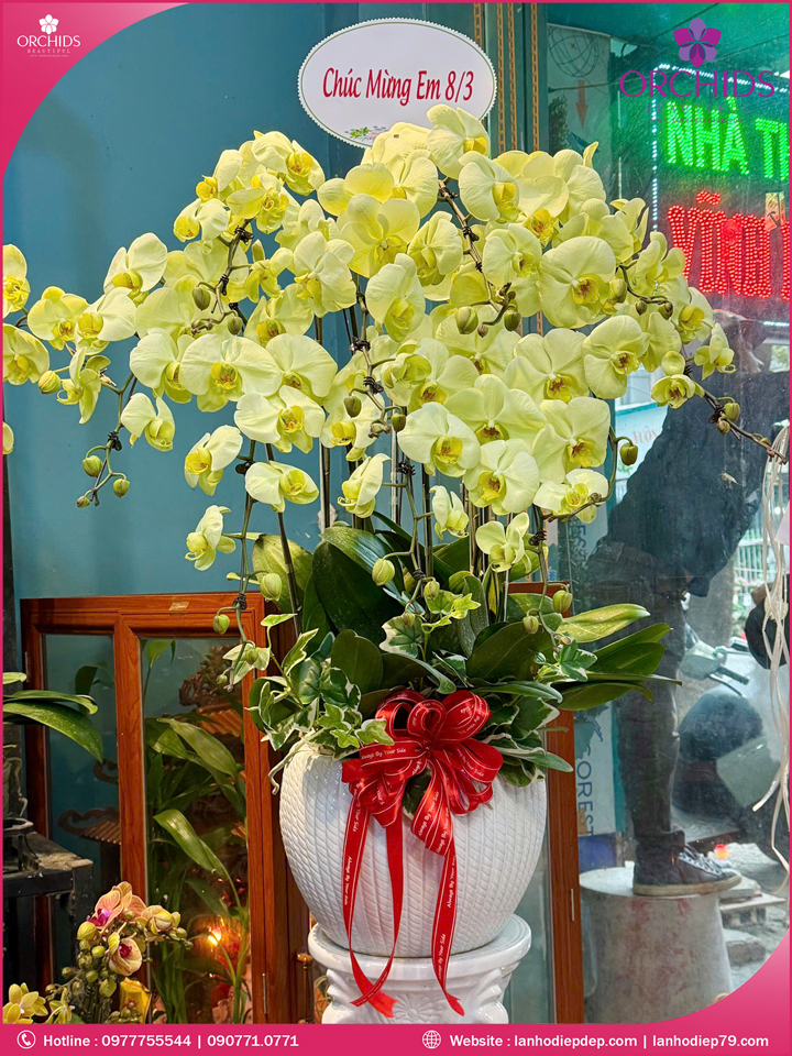 Chậu hoa lan hồ điệp xanh táo 10 cành