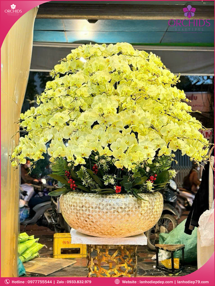 Chậu hoa lan hồ điệp xanh táo 100 cành