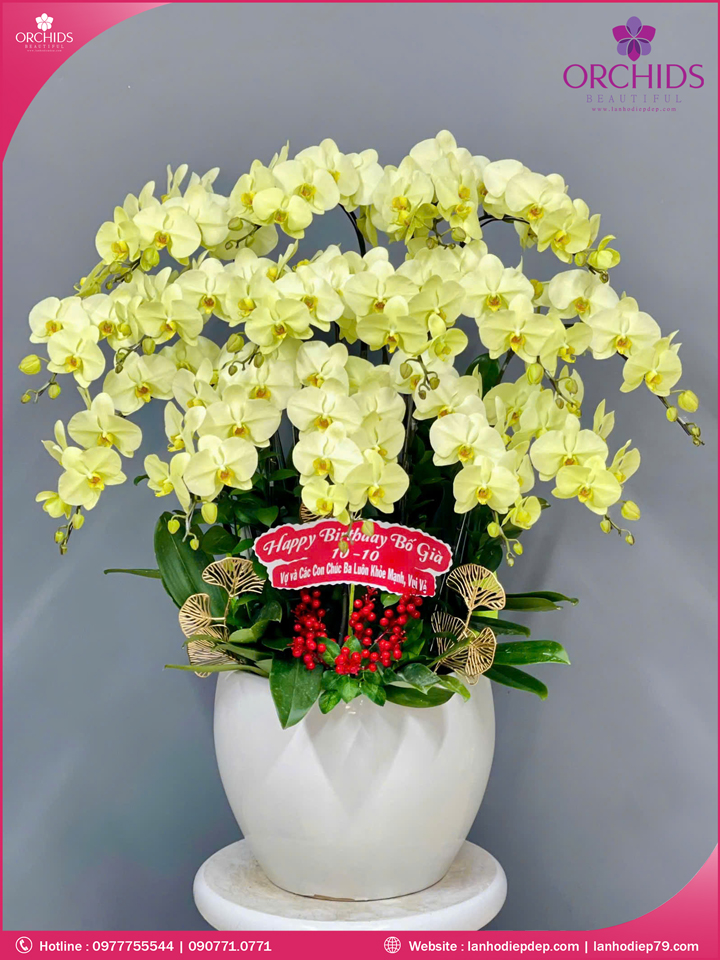 Chậu hoa lan hồ điệp xanh táo 15 cành