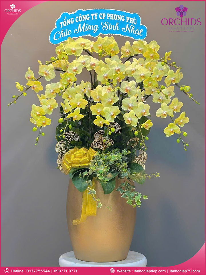 Chậu hoa lan hồ điệp xanh táo 15 cành