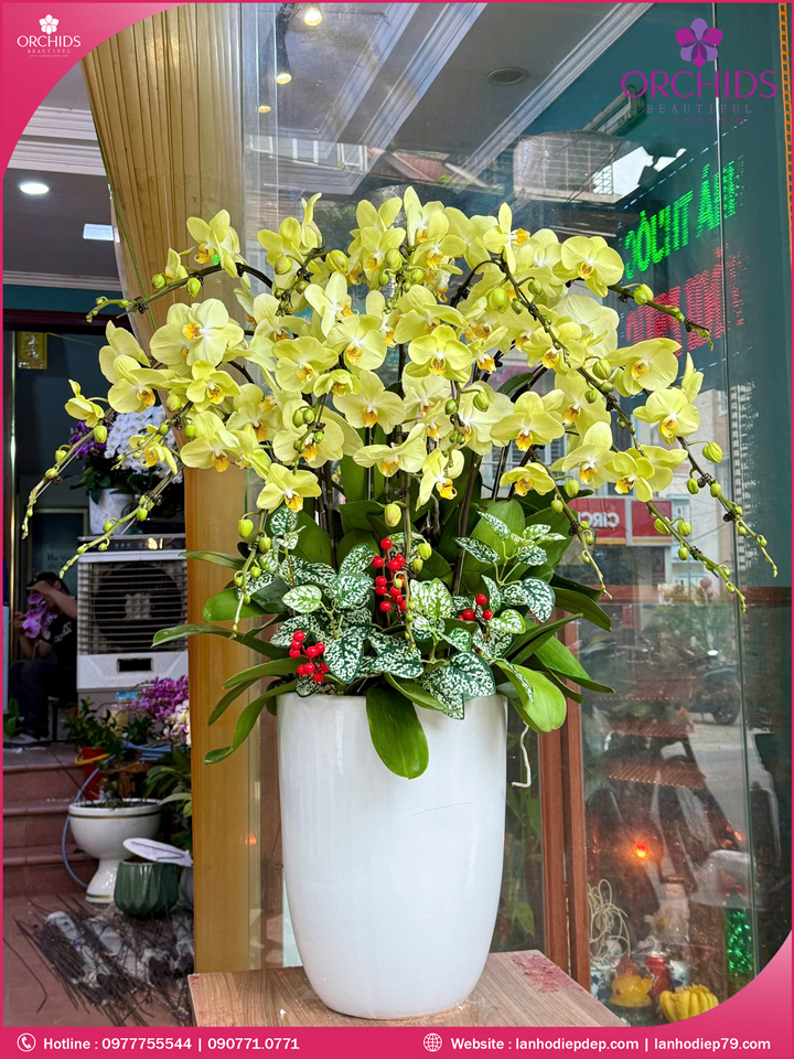 Chậu hoa lan hồ điệp xanh táo 16 cành