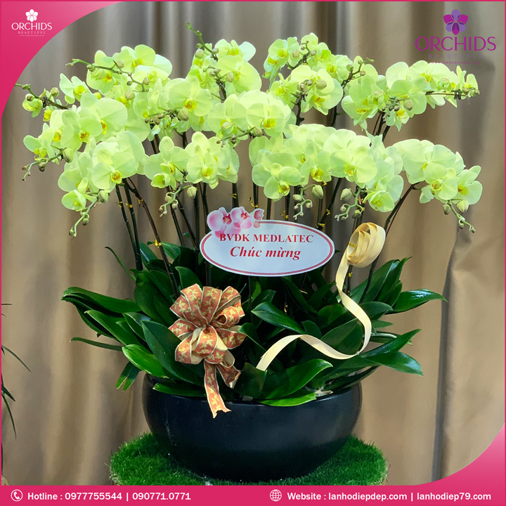 Chậu hoa lan hồ điệp xanh táo 18 cành