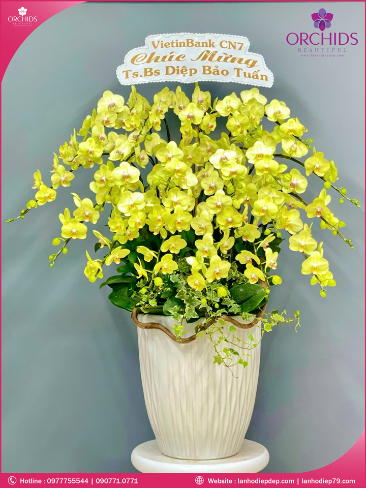 Chậu hoa lan hồ điệp xanh táo 20 cành
