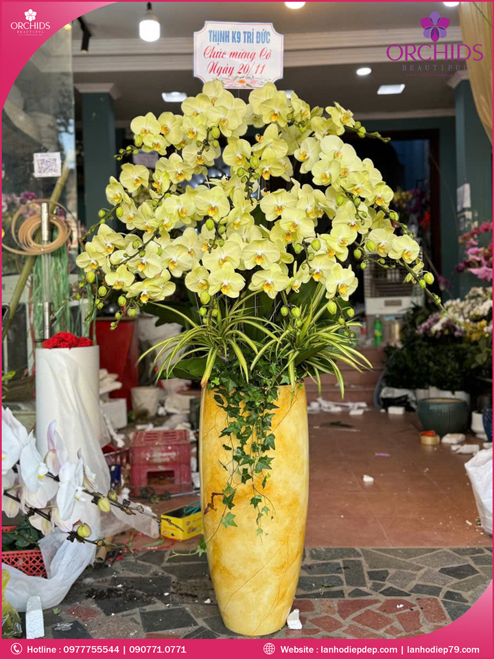 Chậu hoa lan hồ điệp xanh táo 20 cành