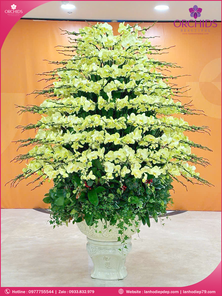 Chậu hoa lan hồ điệp xanh táo 200 cành