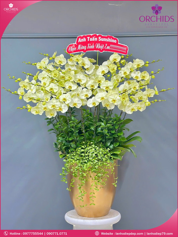 Chậu hoa lan hồ điệp xanh táo 25 cành