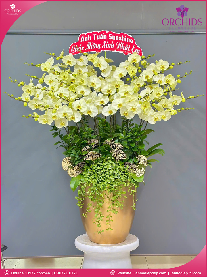 Chậu hoa lan hồ điệp xanh táo 25 cành