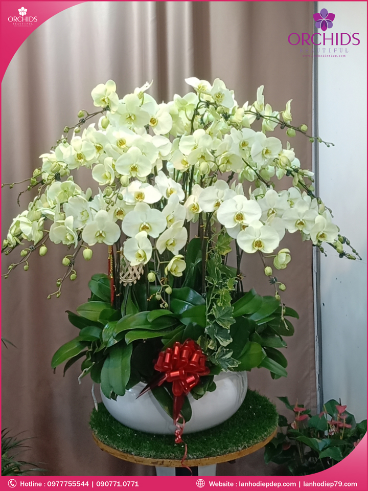 Chậu hoa lan hồ điệp xanh táo 30 cành