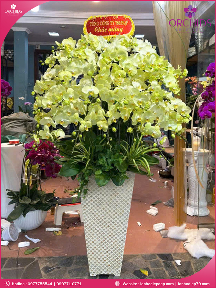 Chậu hoa lan hồ điệp xanh táo 35 cành