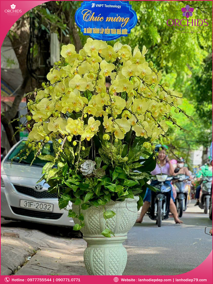 Chậu hoa lan hồ điệp xanh táo 39 cành