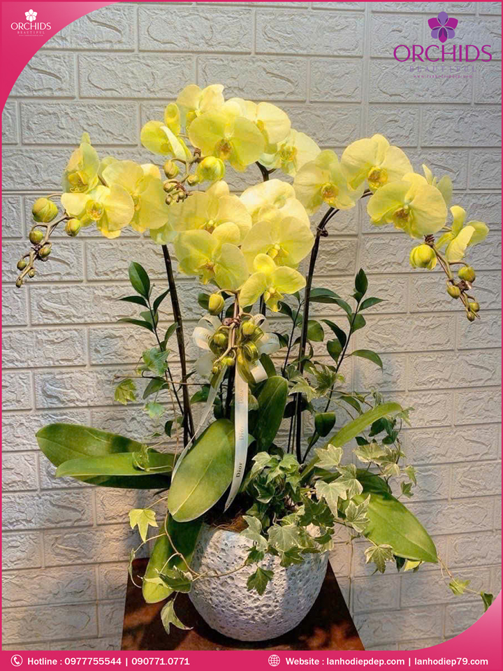 Chậu hoa lan hồ điệp xanh táo 4 cành