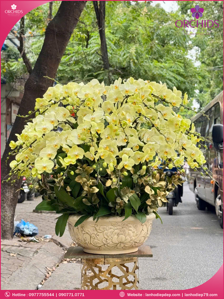 Chậu hoa lan hồ điệp xanh táo 40 cành