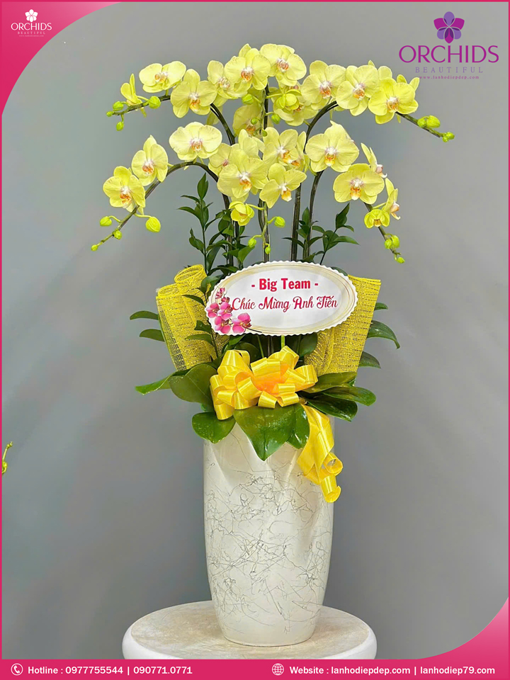 Chậu hoa lan hồ điệp xanh táo 5 cành