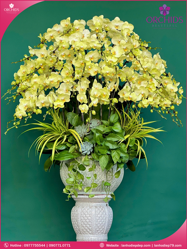 Chậu hoa lan hồ điệp xanh táo 50 cành