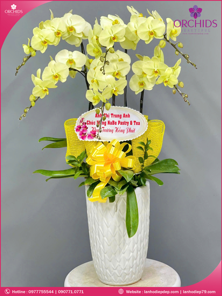 Chậu hoa lan hồ điệp xanh táo 6 cành