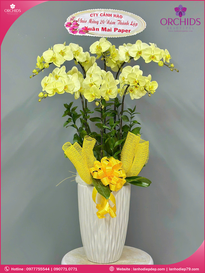 Chậu hoa lan hồ điệp xanh táo 6 cành