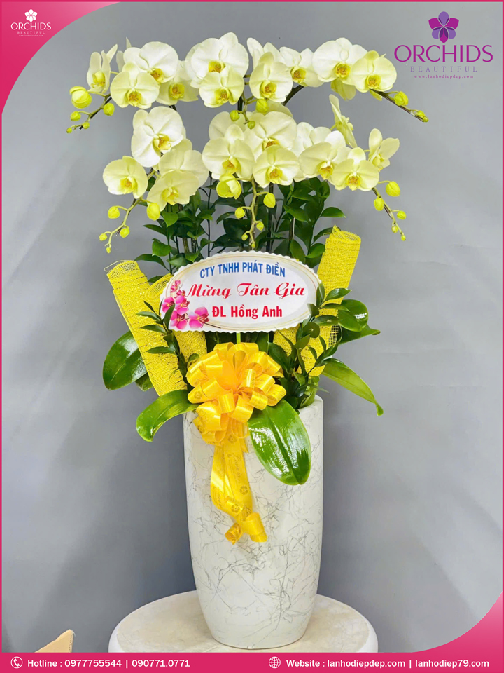 Chậ hoa lan hồ điệp xanh táo 6 cành