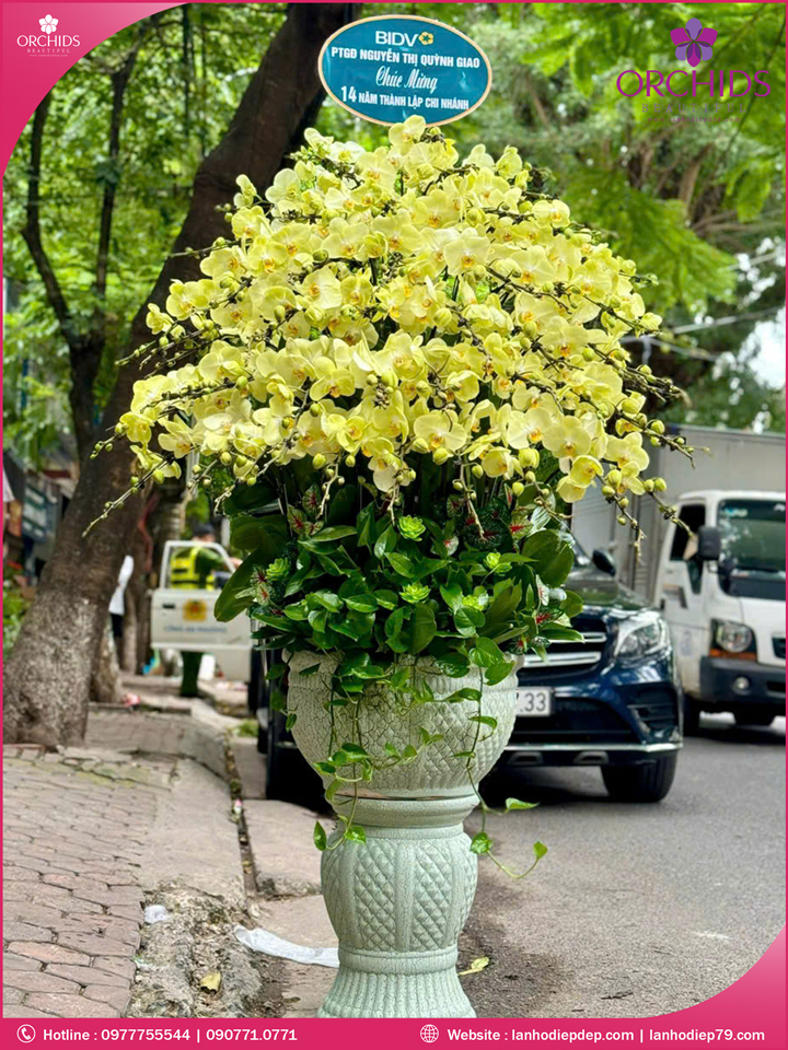 Chậu hoa lan hồ điệp xanh táo 60 cành