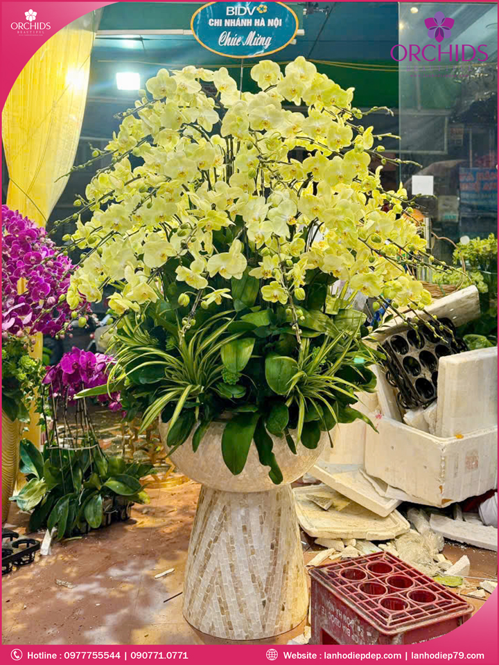 Chậu hoa lan hồ điệp xanh táo 65 cành