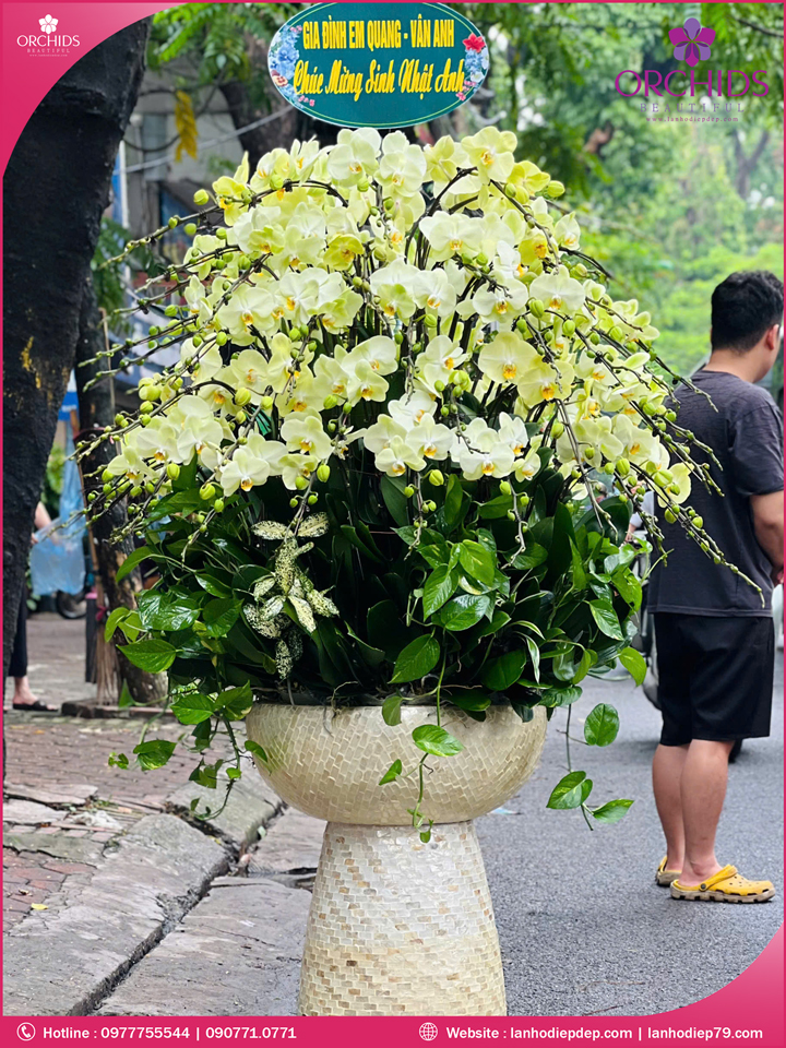 Chậu hoa lan hồ điệp xanh táo 70 cành