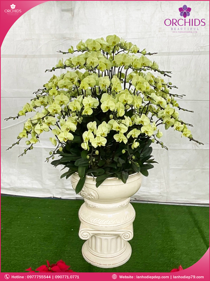 Chậu hoa lan hồ điệp xanh táo 79 cành