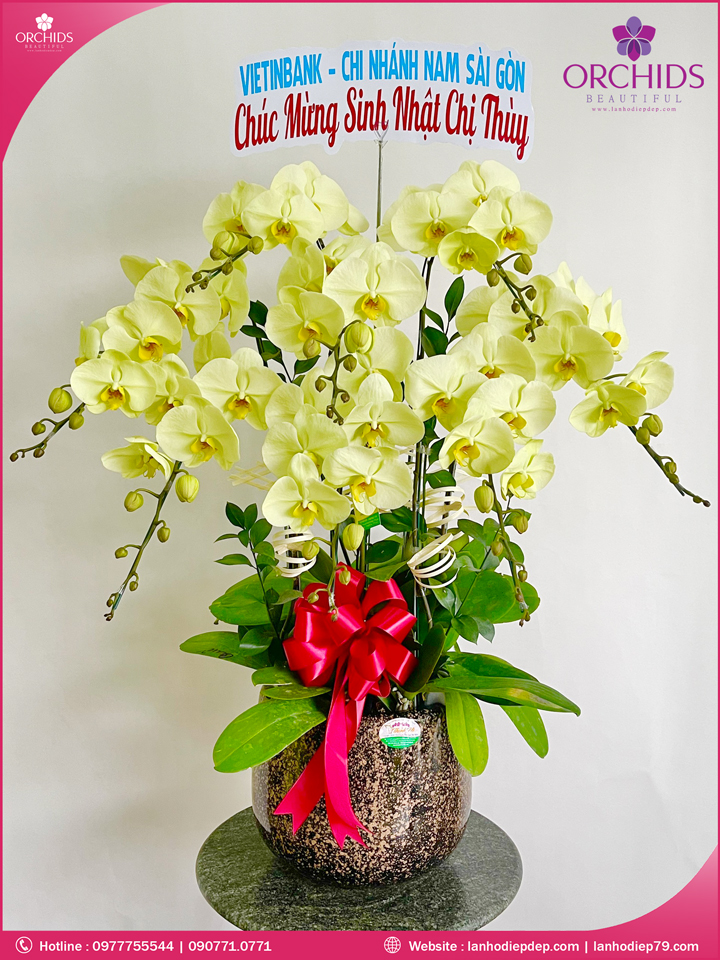 Chậu hoa lan hồ điệp xanh táo 8 cành