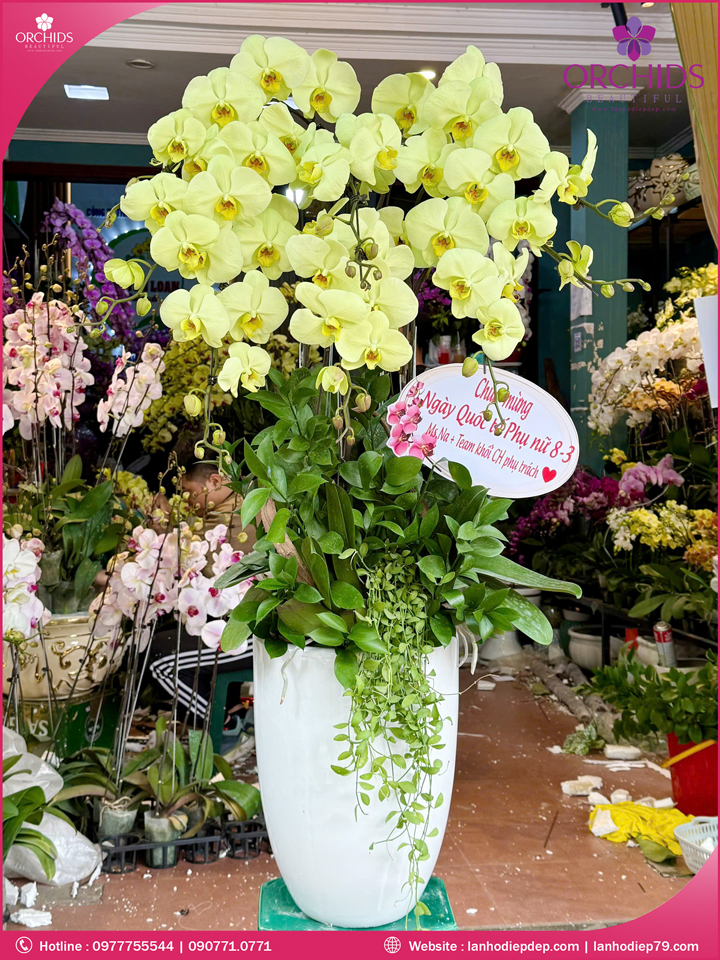 Chậu hoa lan hồ điệp xanh táo 8 cành