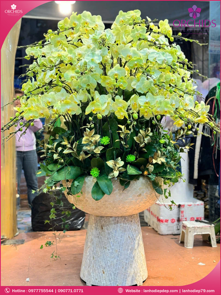 Chậu hoa lan hồ điệp xanh táo 80 cành