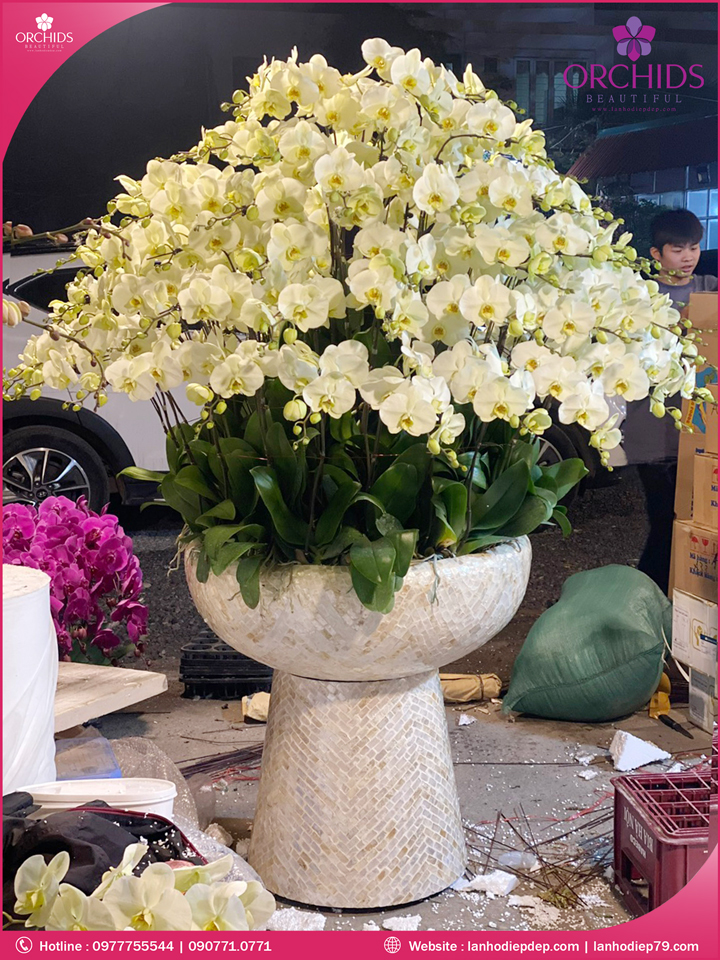Chậu hoa lan hồ điệp xanh táo 88 cành
