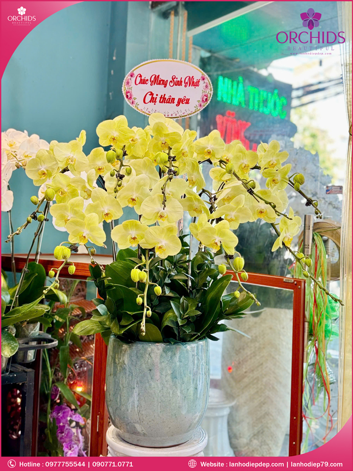 Chậu hoa lan hồ điệp xanh táo 9 cành