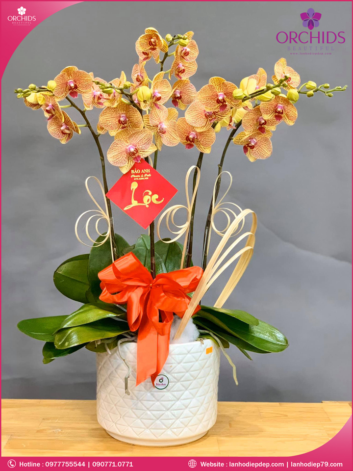 Chậu hoa lan hồ điệp cam 5 cành
