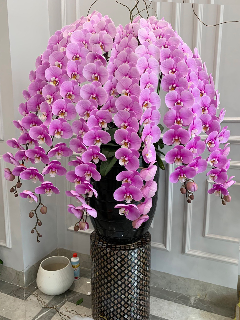 chậu lan hồ điệp đẹp chung tết