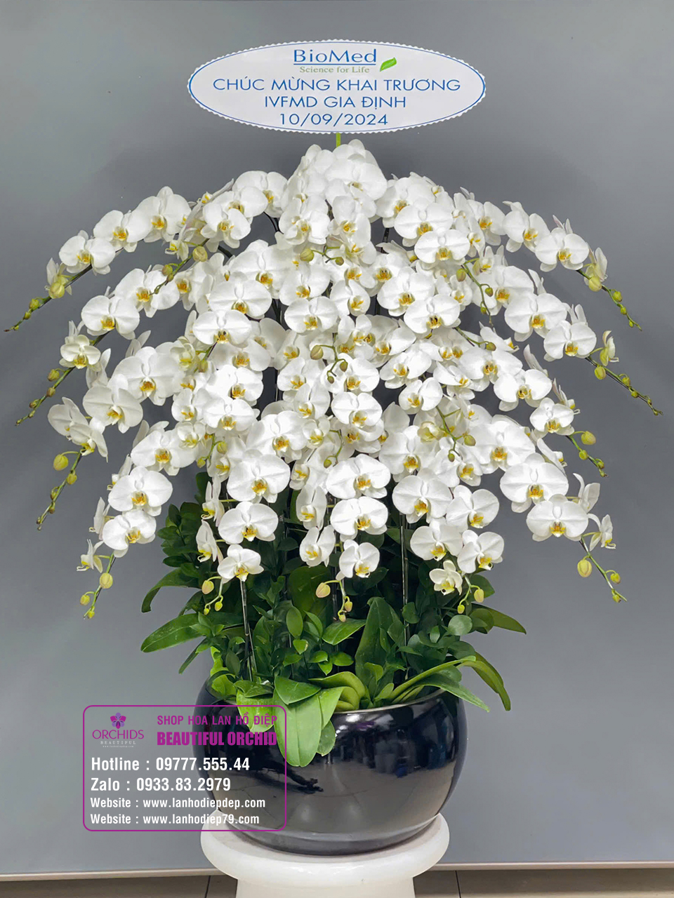 địa chỉ bán lan hồ điệp tết ở TPHCM