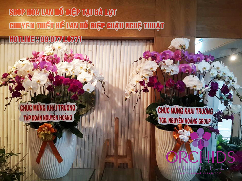 shop lan hồ điệp Đà Lạt