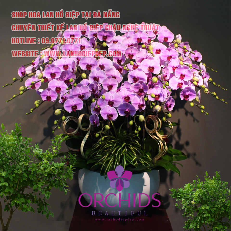 shop lan hồ điệp đẹp tại Đà Nẵng