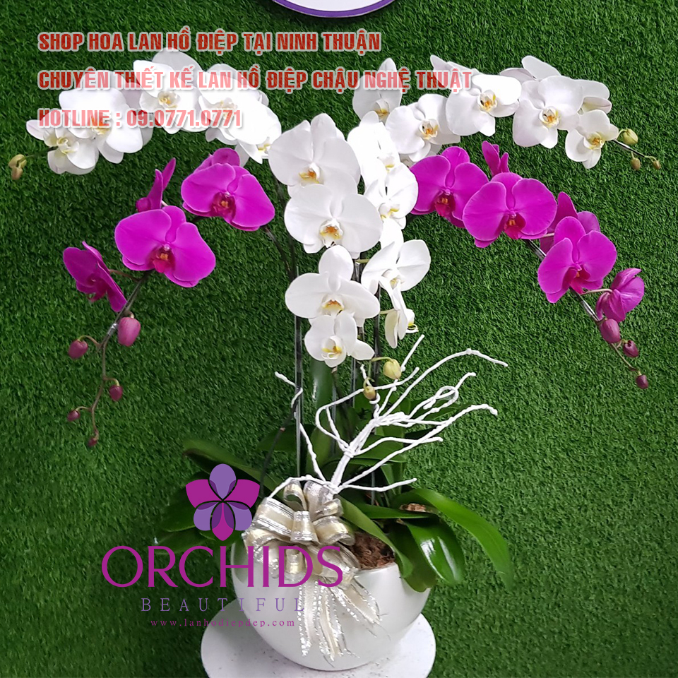 địa chỉ bán lan hồ điệp đẹp tại Ninh Thuận