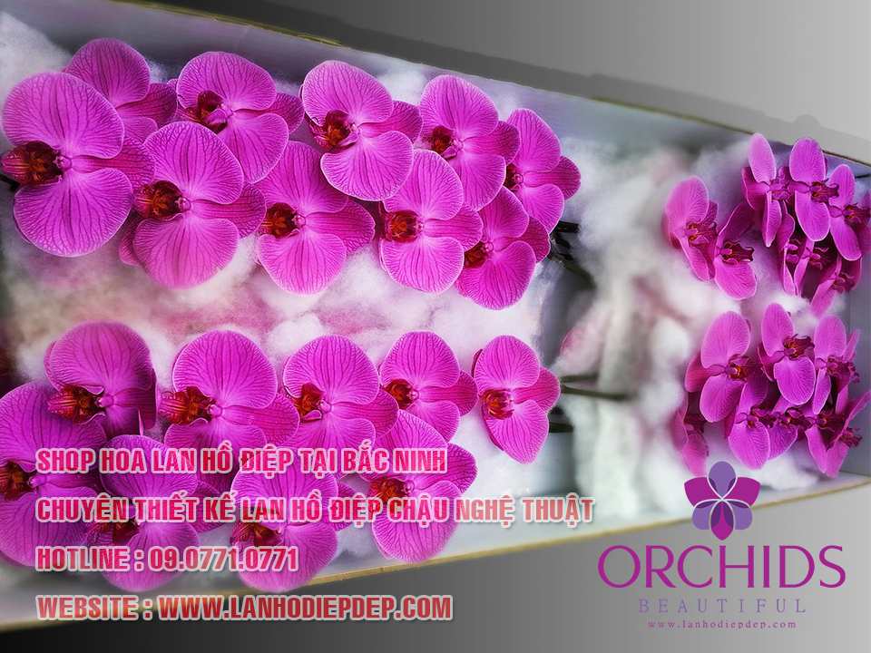 Shop hoa lan tại Bắc Ninh có dịch vụ bán hàng chuyên nghiệp