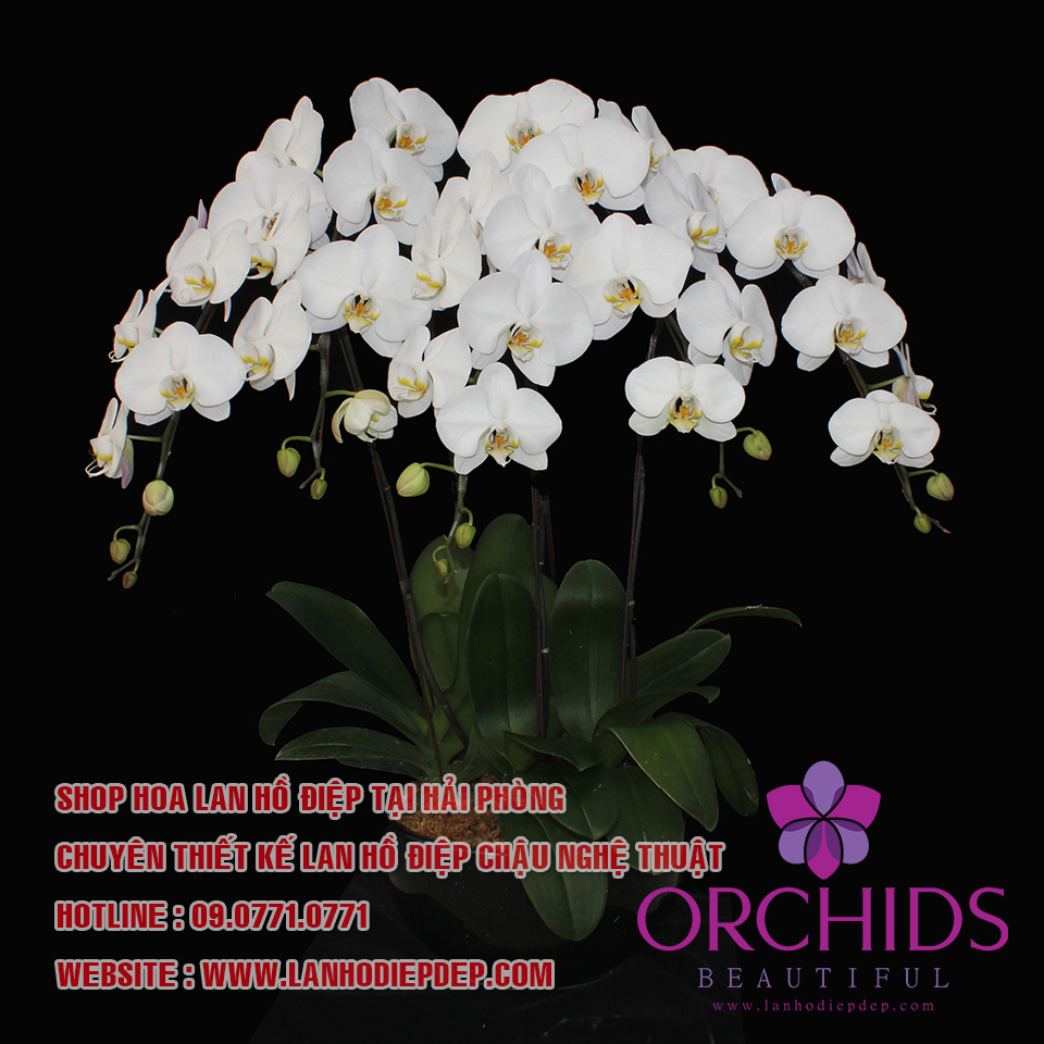 Shop lan hồ điệp Hải Phòng địa chỉ bán hoa lan uy tín cho mọi khách hàng