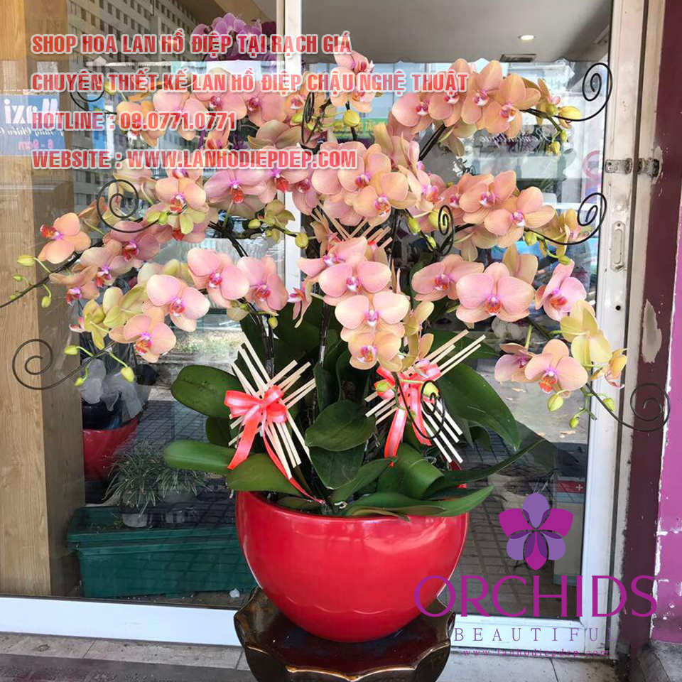 SHOP HOA LAN HỒ ĐIỆP RẠCH GIÁ (BEAUTIFUL ORCHIDS)