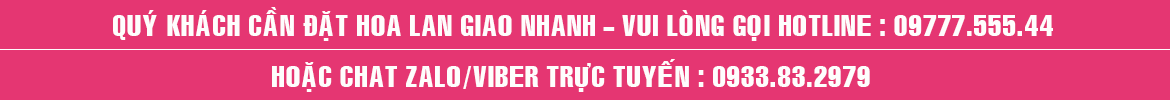 Đặt chậu hoa lan hồ điệp tại Quận 5