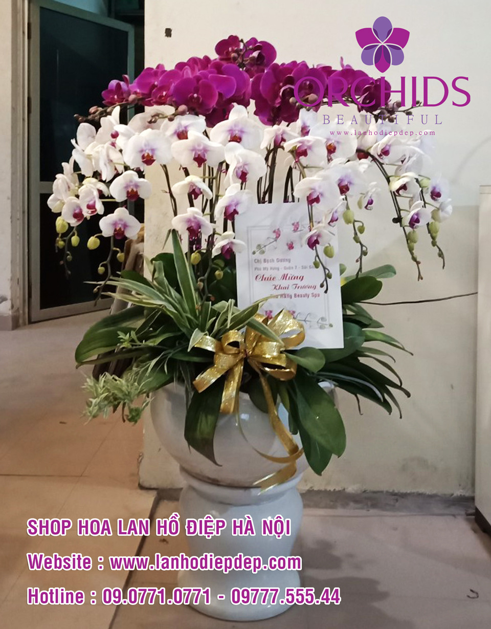 Cửa hàng bán hoa lan hồ điệp trồng chậu tại Hà Nội