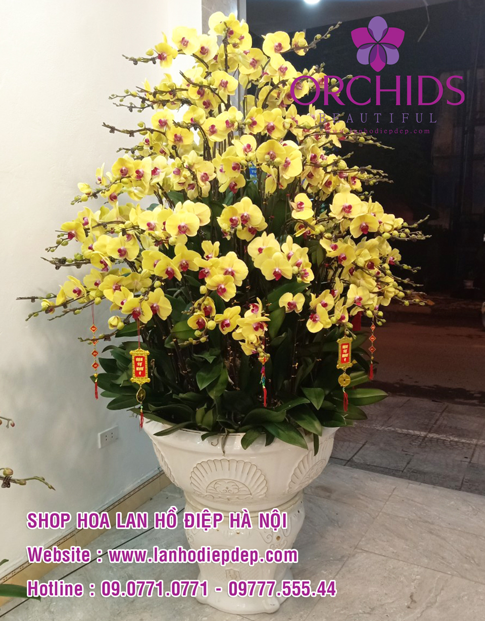 Shop lan hồ điệp Hà Nội