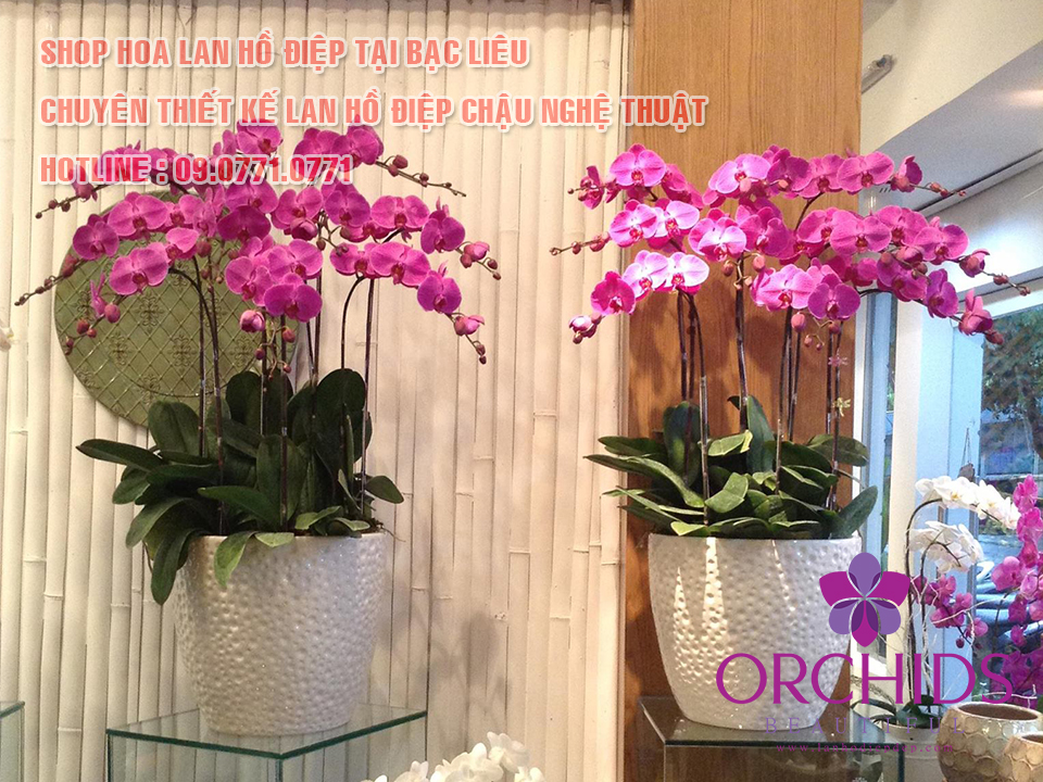 Shop lan hồ điệp Bạc Liêu