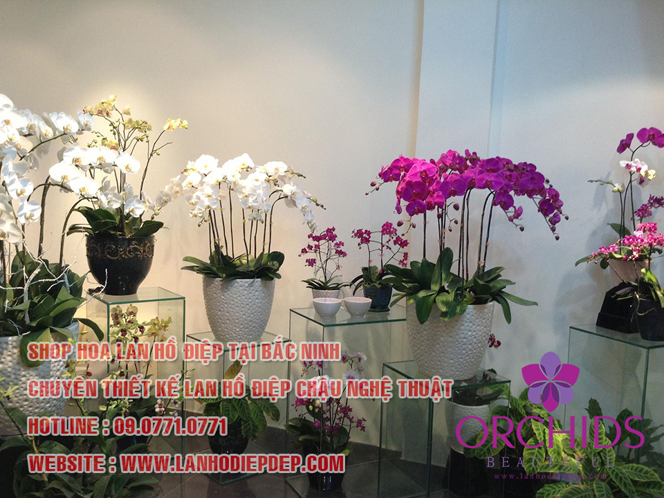 cửa hàng bán lan hồ điệp tại Bắc Ninh