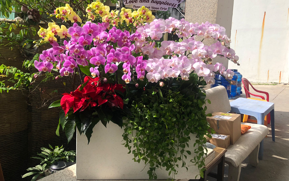 chậu lan hồ điệp chưng tết
